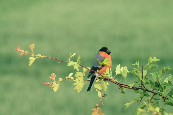 Bullfinch Perched On A Branch
