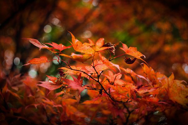 Fiery Orange Autumnal Leaves