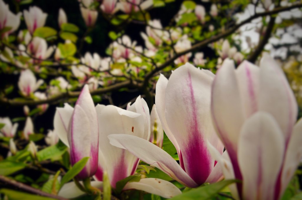 Magnolia Closeup