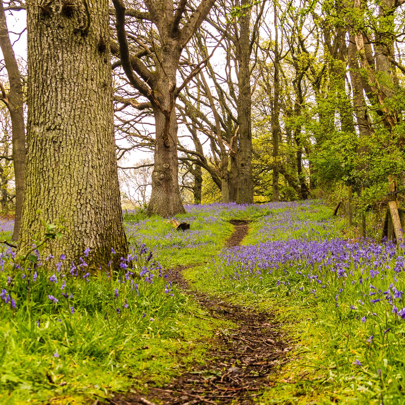 Bluebells in Bloom: A Gorgeous Photoshoot in the Forest