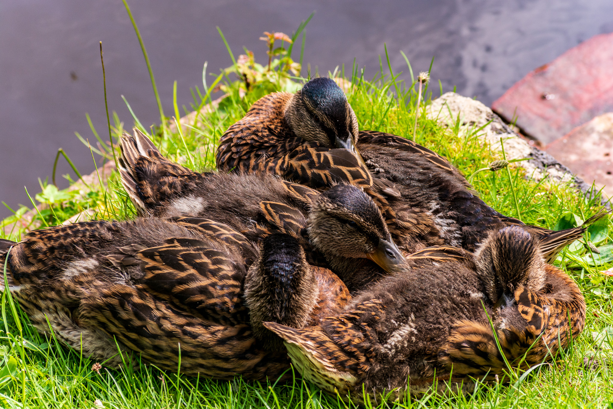 Huddling Ducklings