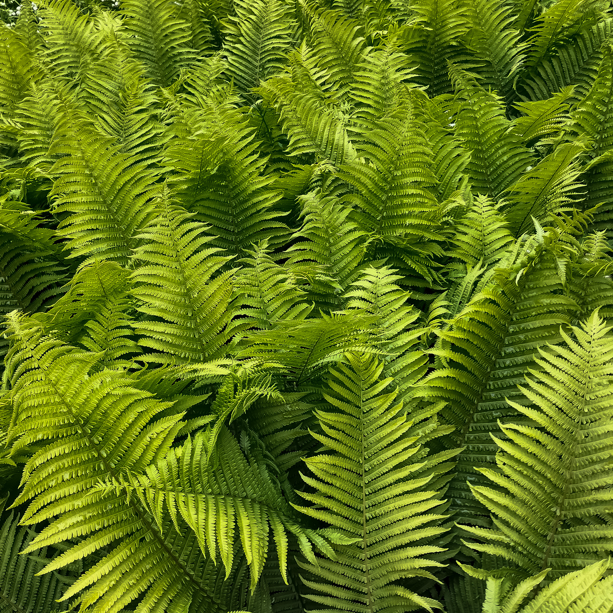 Cluster of Ferns