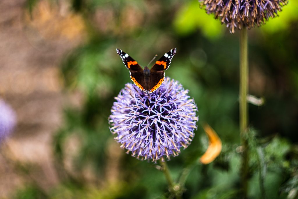 Red emperor butterfly perched atop a stunning blue globe thistle.