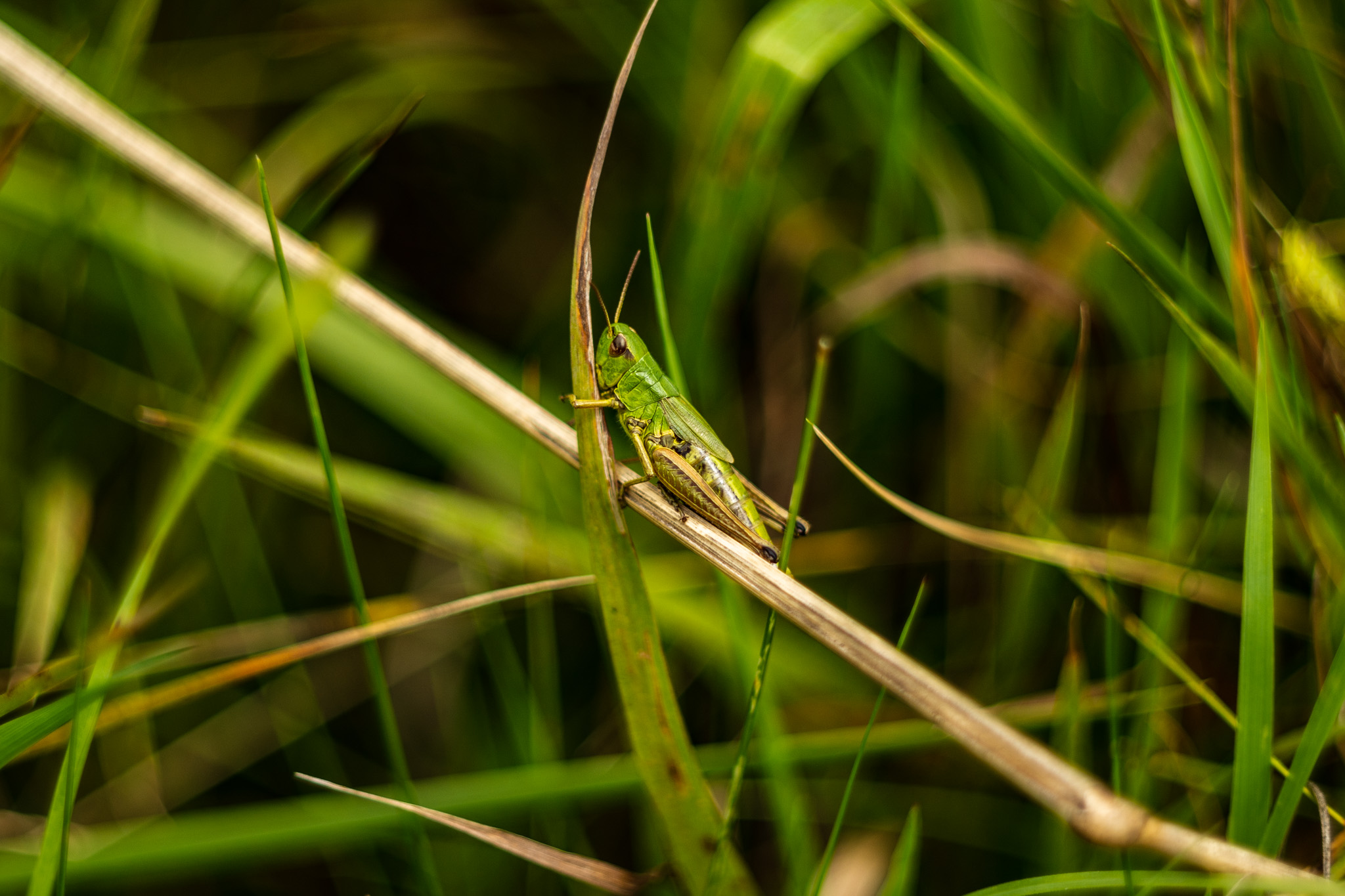 In a field full of long grass, we stumbled upon a solitary grasshopper.