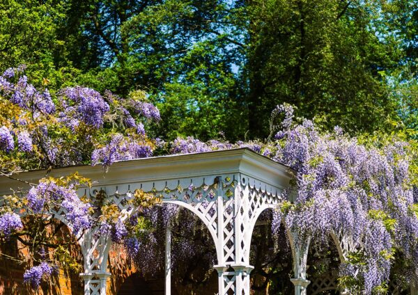 Wisteria Draped Over Archway Floral Photography Nature Photography mitchcaptureimagery.com