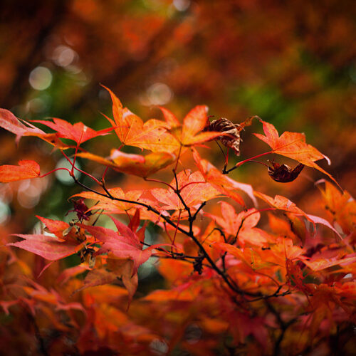 Vibrant Orange Autumn Leaves