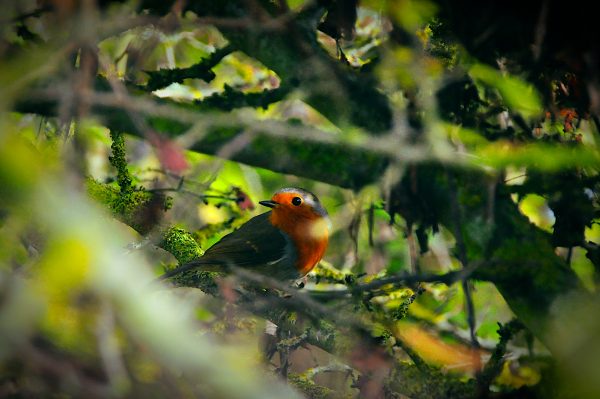robin was nestled among the branches.