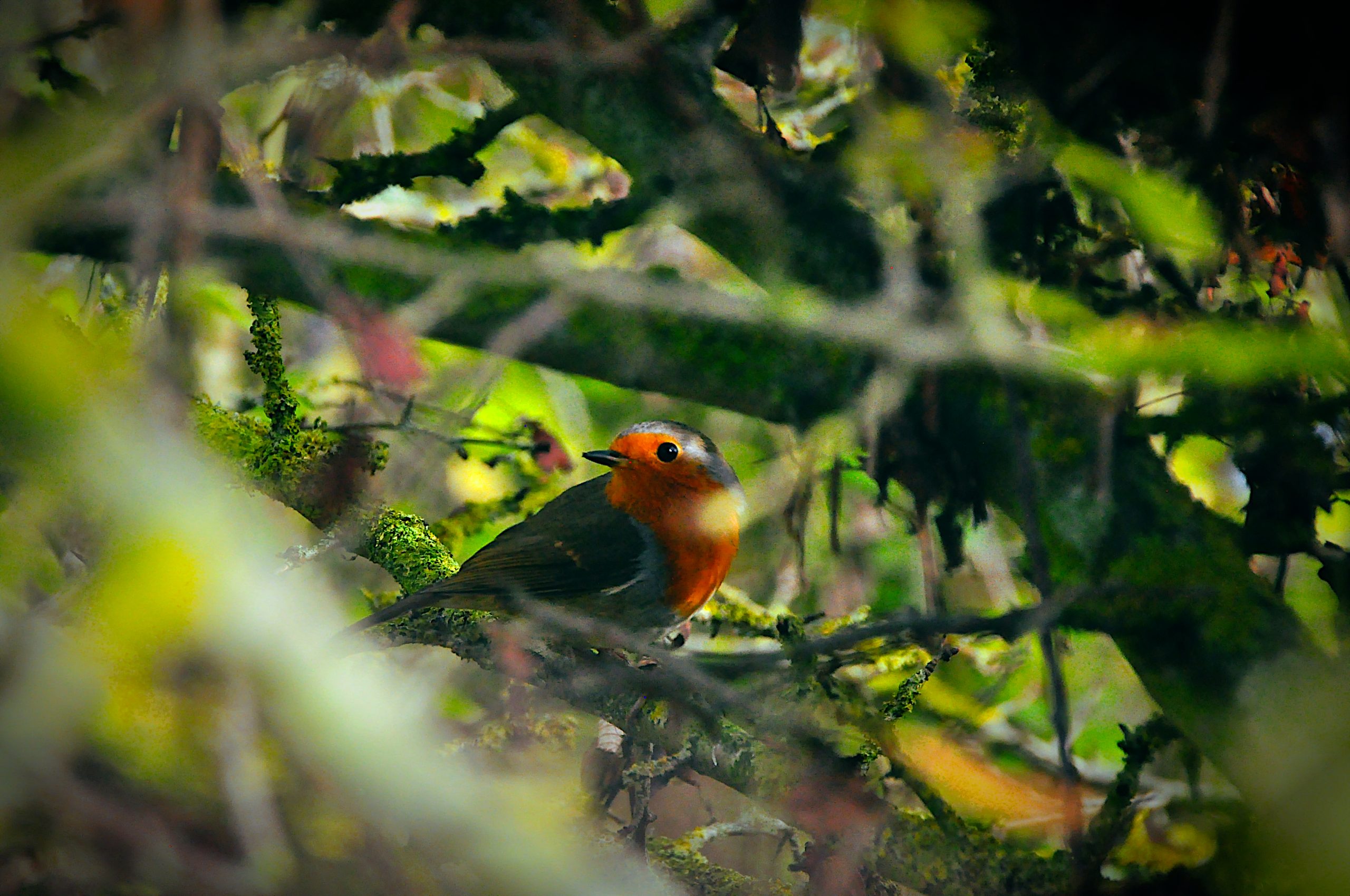  robin was nestled among the branches.