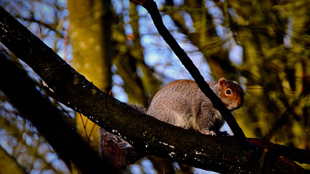 squirrel jumping from branch to branch, squirrels relocating from one branch to another 