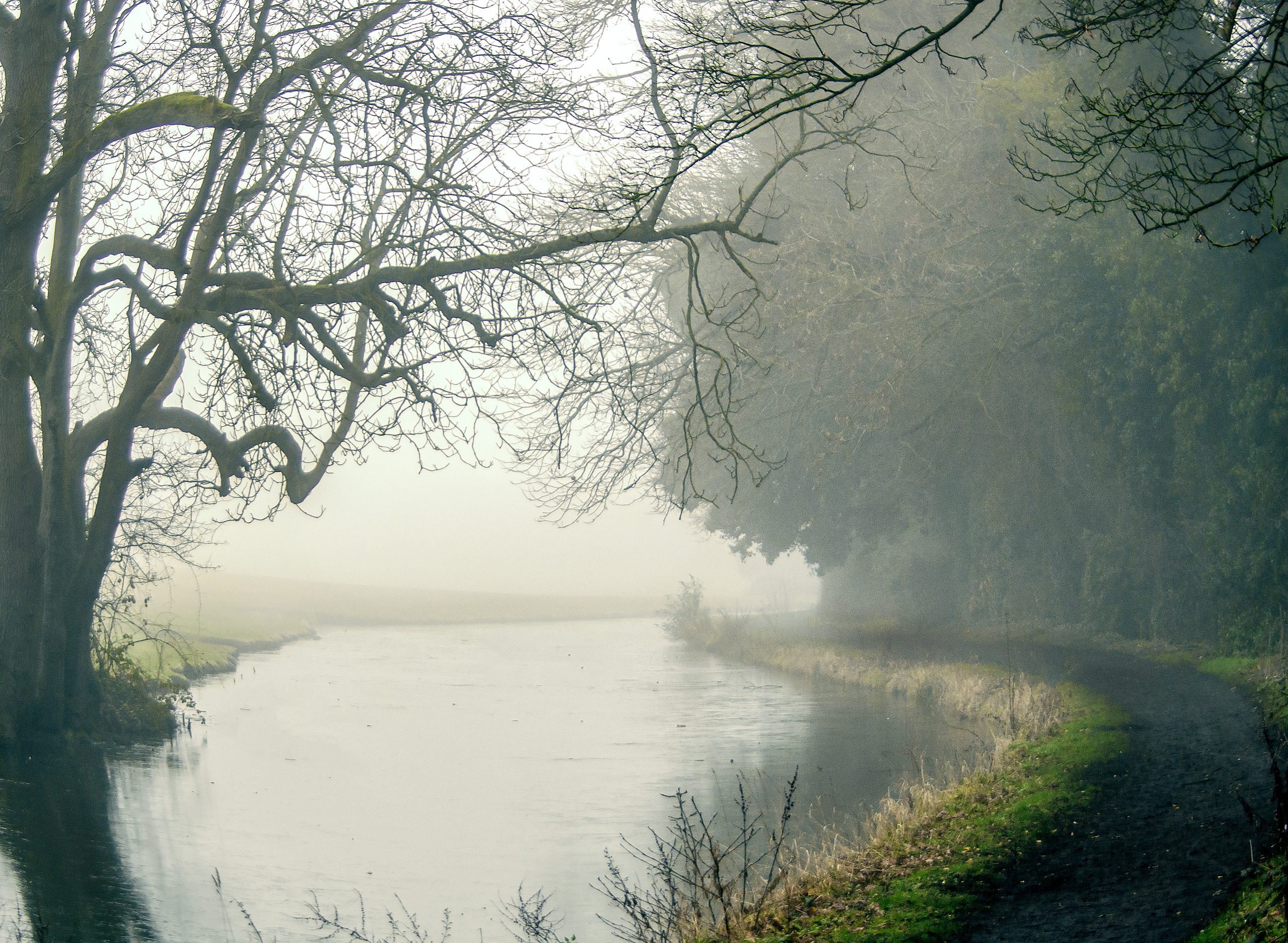 low fog around stourbridge canal with a path to the right of the image and a tree to the left